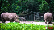 09 - NYC Zoo - 0147