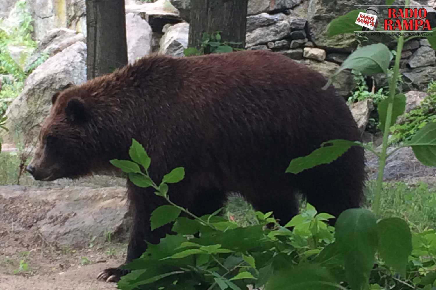 Zoo w dzielnicy Bronx
