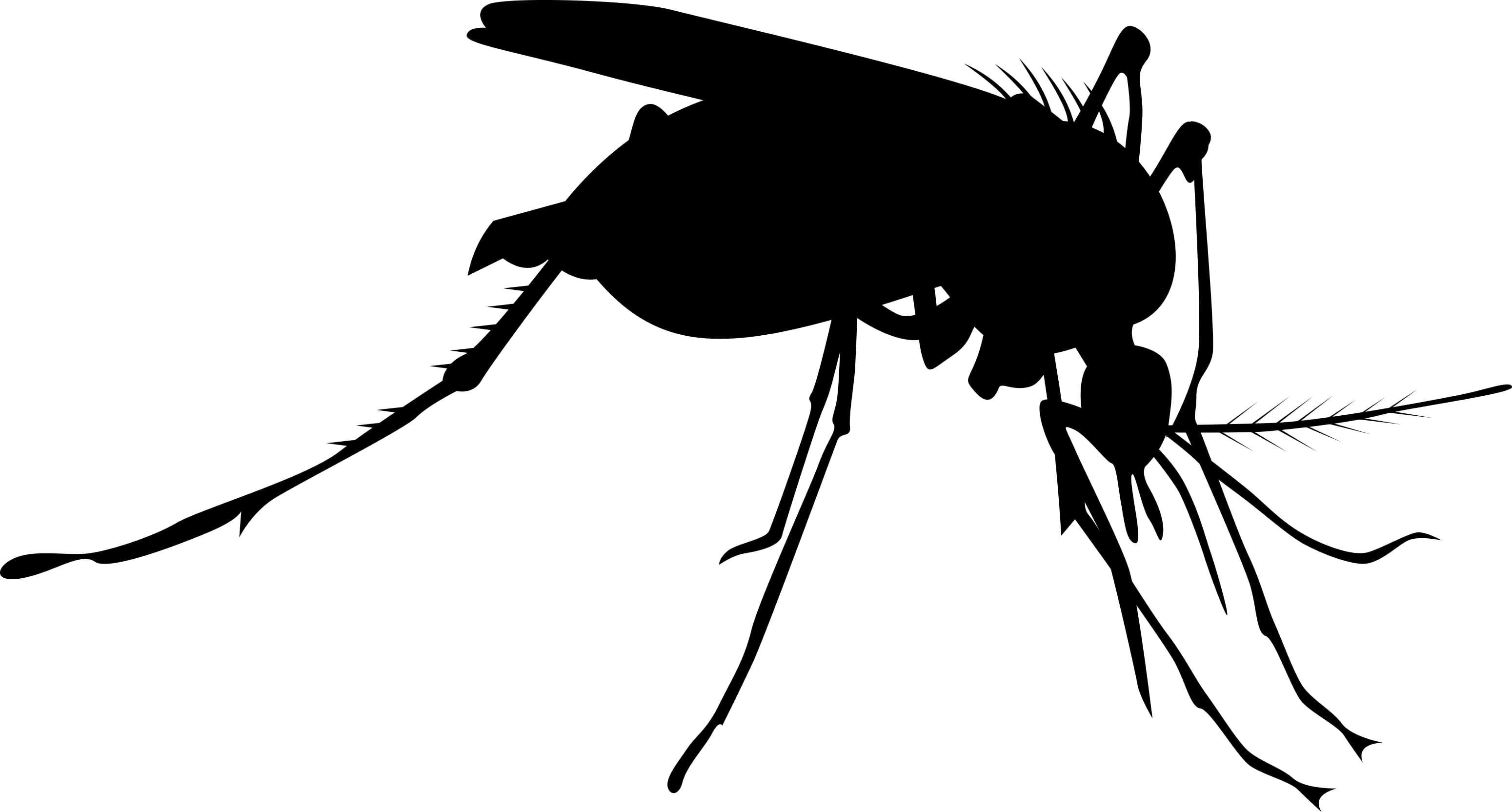 Komarów jeszcze nie ma, więc zagrożenie wirusem Zika jest w Polsce minimalne