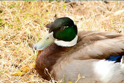 W pobliżu Szczecina wykryto wirusa ptasiej grypy u pięciu dzikich kaczek i jednej mewy