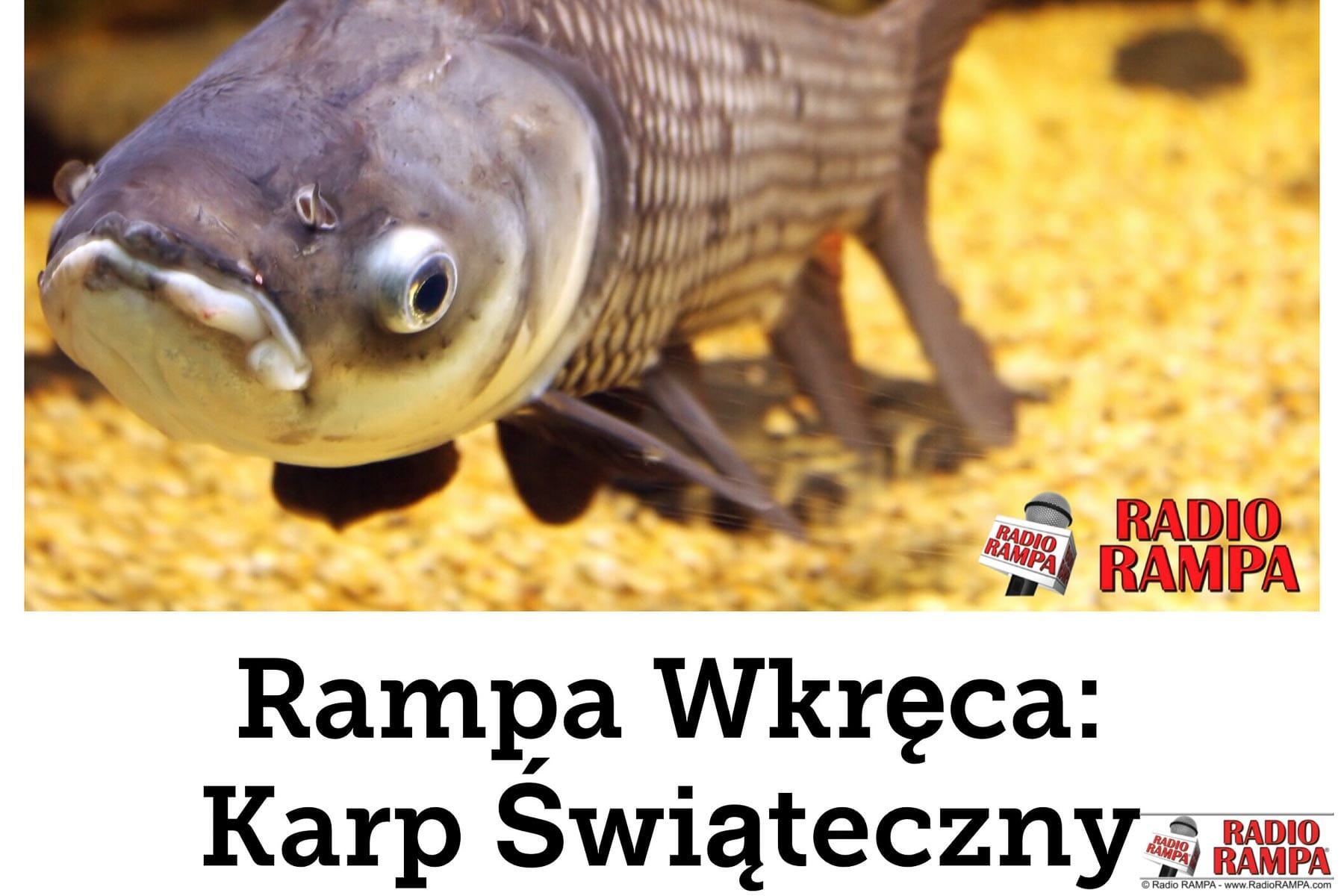 Rampa Wkręca: polski karp zatrzymany na granicy. Na pomoc przybywa Konsul Sabina Klimek