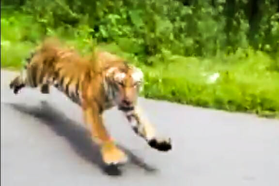 Tygrys goni motocyklistę w parku